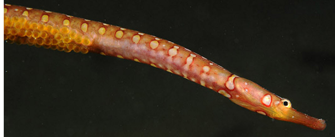 Nerophis maculatus_03.jpg